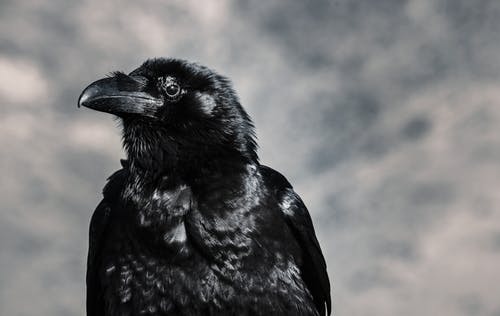 Ravens & Crows