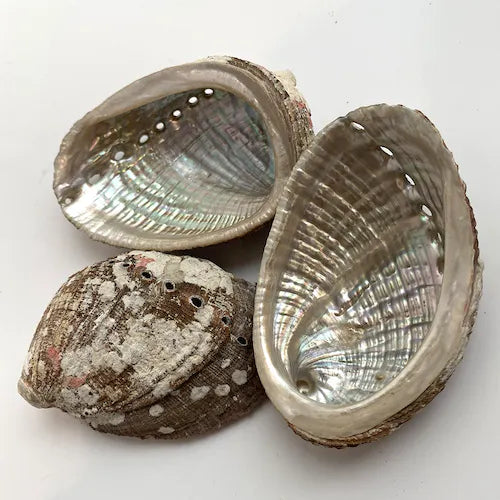 Abalone