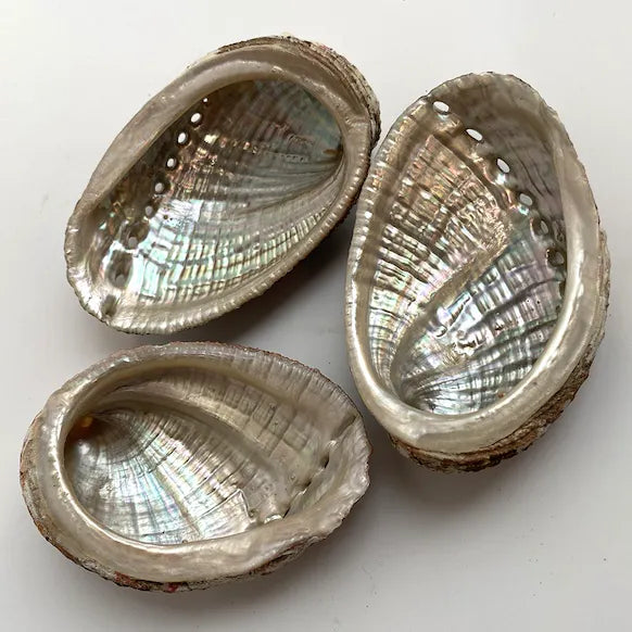 Abalone